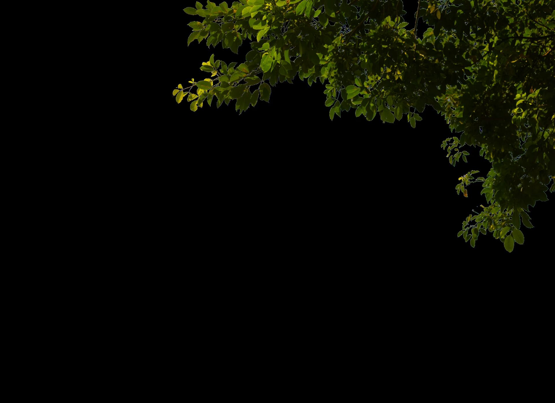 corner-leaves-texture